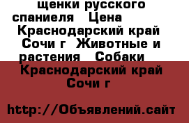 щенки русского спаниеля › Цена ­ 3 000 - Краснодарский край, Сочи г. Животные и растения » Собаки   . Краснодарский край,Сочи г.